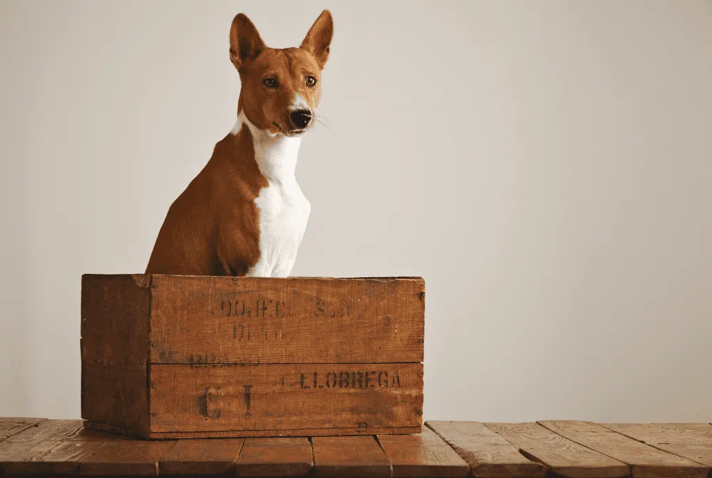 wood dog crate