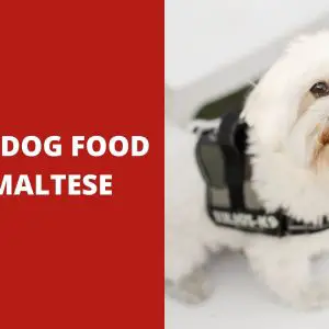 10 Best Dog Food for Maltese