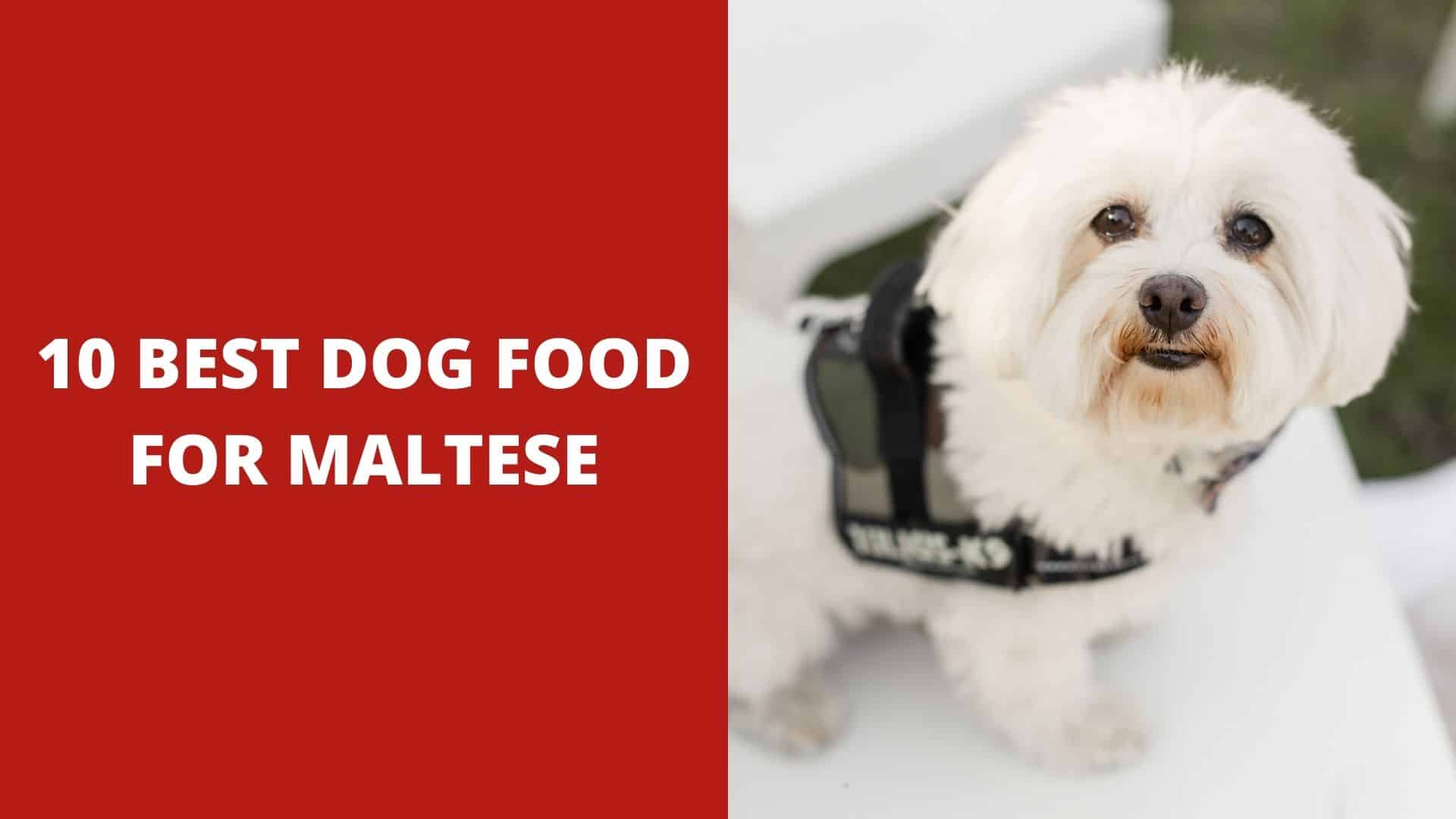 10 Best Dog Food for Maltese (2022 Review)