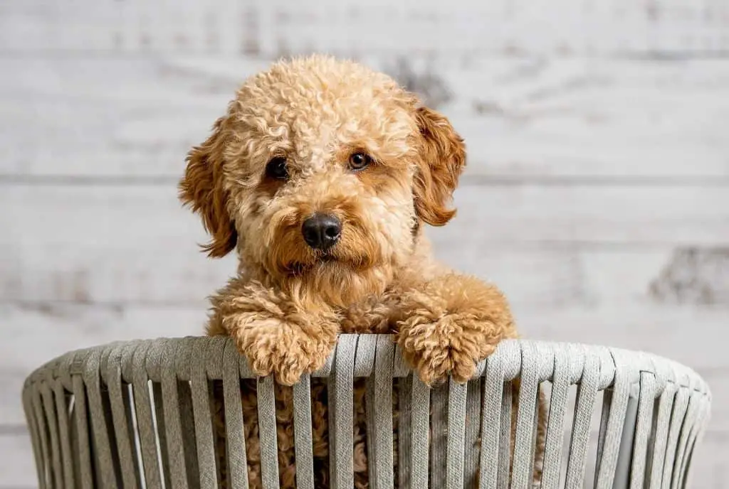 10 Essential Tips Every Doodle and Multiple Pet Owner Should Know