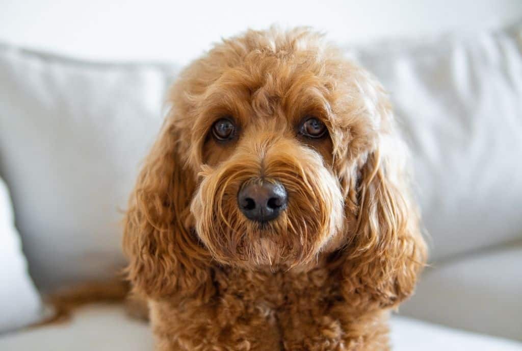 Essential Tips Every Doodle and Multiple Pet Owner Should Know - Final Thoughts 