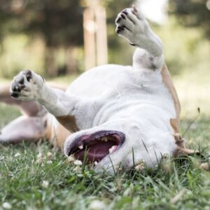 How To Know If Your Pet Has Seasonal Allergies