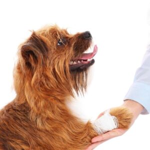 What Causes Your Dog Arthritis And How To Help