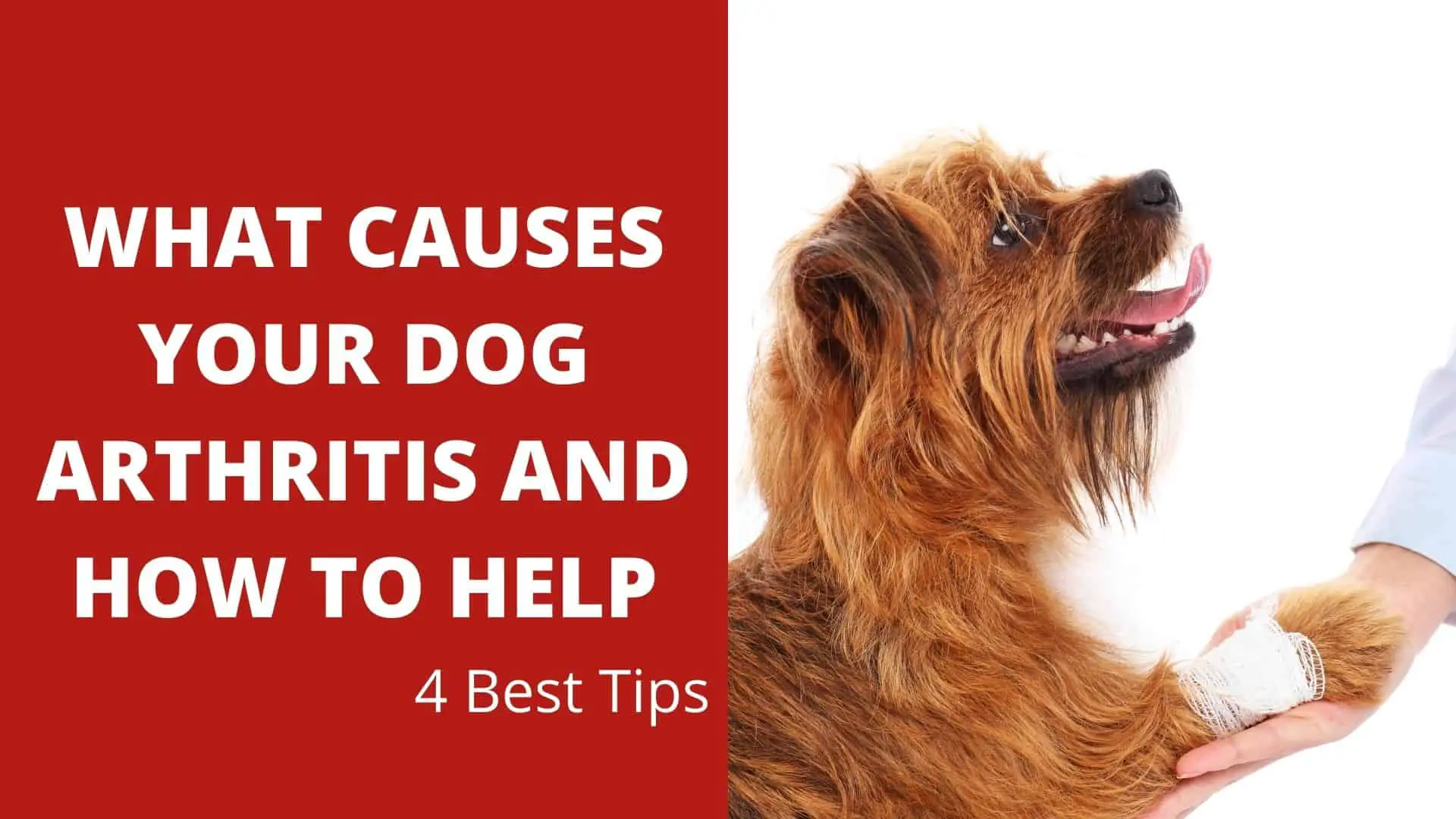 What Causes Your Dog Arthritis And How To Help Best 4 Tips