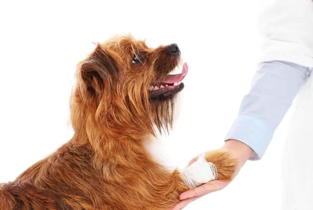 What Causes Your Dog Arthritis And How To Help