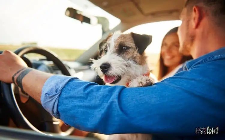 7 Products Pet Parents Should Always Keep in Their Car