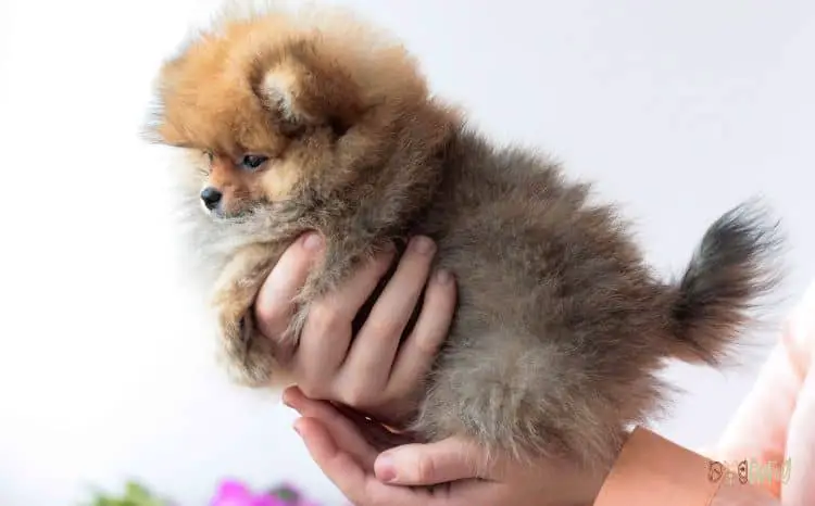 10 Facts About The Yorkie Pom - Pomeranian and Yorkie Mix - Yorkie Pom
