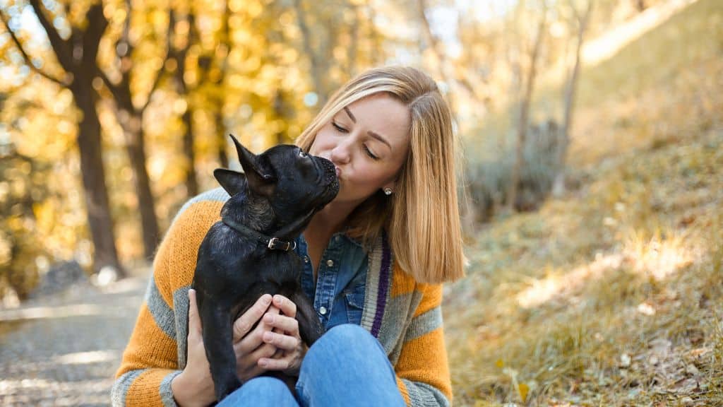 A Loving Family Pet With A Big Personality - Female Frenchie Lifespan