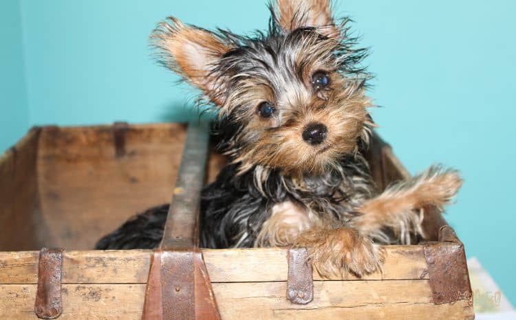 Adopt Guide and Price of Yorkie Pom - Pomeranian and Yorkie Mix - Yorkie Pom