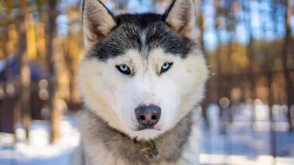 Another Theory Suggests that Blue Eyes Are Due to Cross-Breeding with Other Dog Breeds