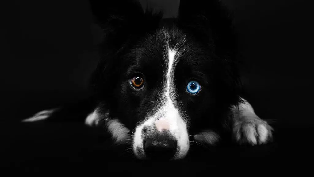 Blue Eyes with Other Dog Breed