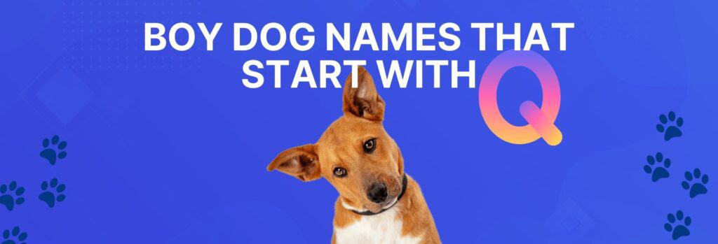 Boy Dog Names that Start with Q