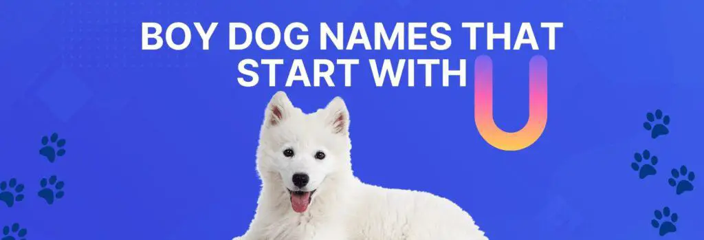 Boy Dog Names that Start with U