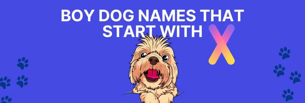 Boy Dog Names that Start with X