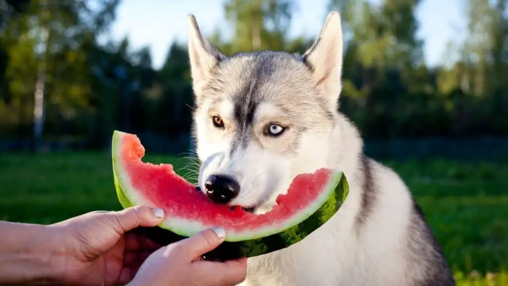 Can Huskies Eat Watermelon?