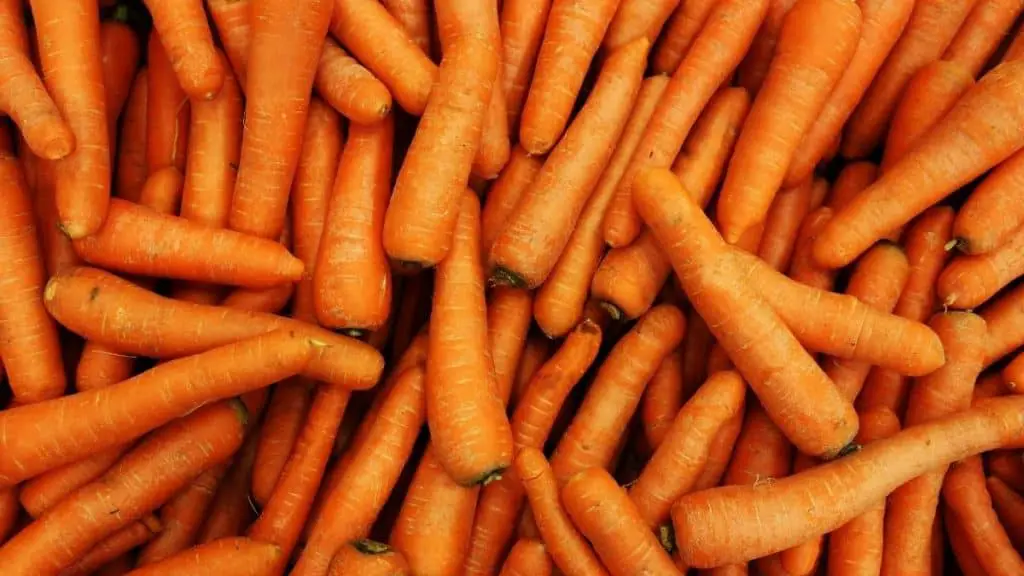 Can Husky Eat Carrots?