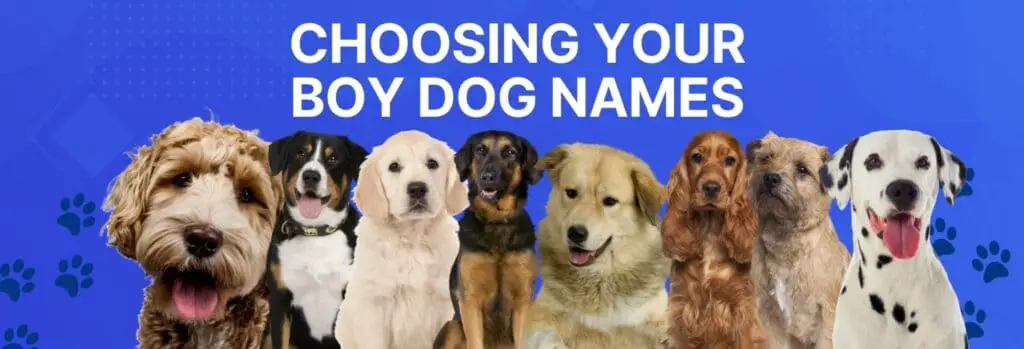 Choosing Your Boy Dog Names