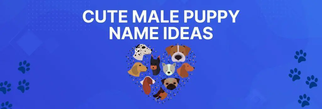 Cute Male Puppy Name Ideas