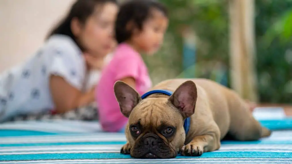 Do Female French Bulldogs Shed? - Female Frenchie Lifespan
