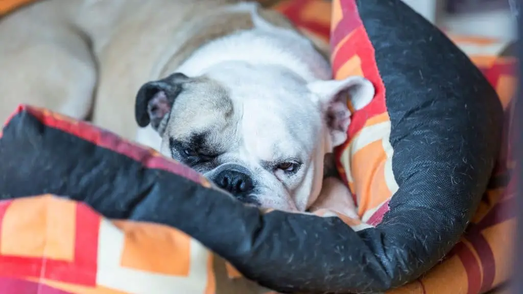 Dog Beds for Your Bulldog