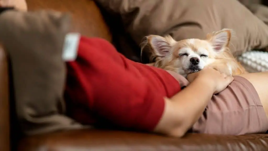 Dog Owners Often Ask Why Do Chihuahuas Sleep Between Their Legs?