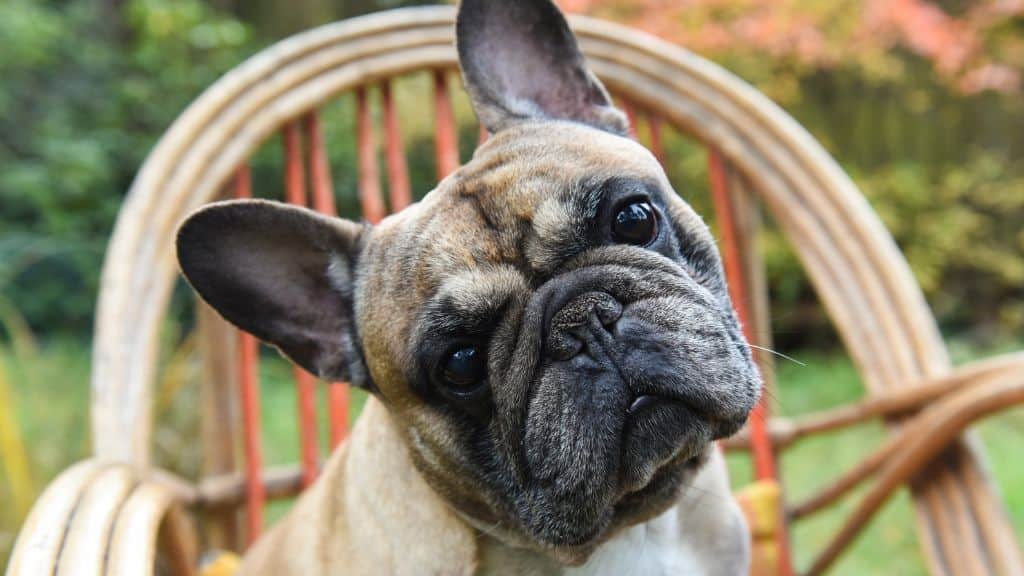 Factors Affecting Female Frenchie Life Expectancy - Female Frenchie Lifespan