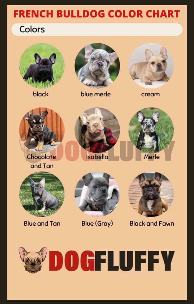 French Bulldog Color Chart with Images