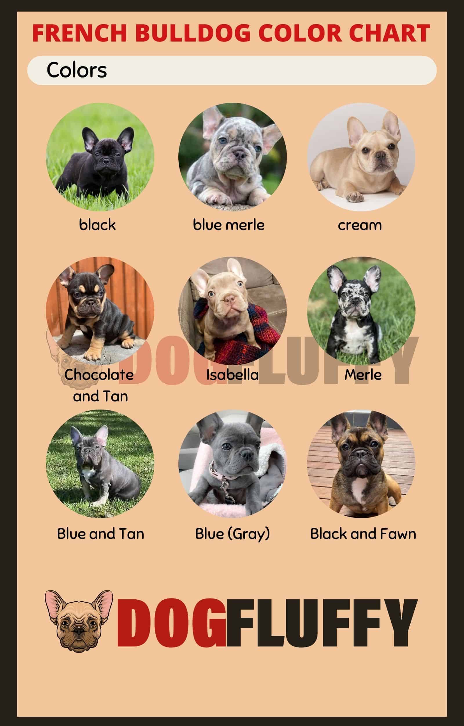 French Bulldog Color Chart - 9 Best Rare Shades 2023 - Dog Fluffy