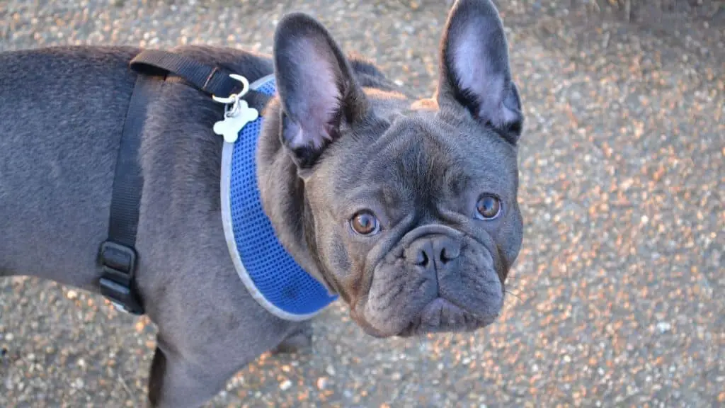 French bulldog color chart -  Blue