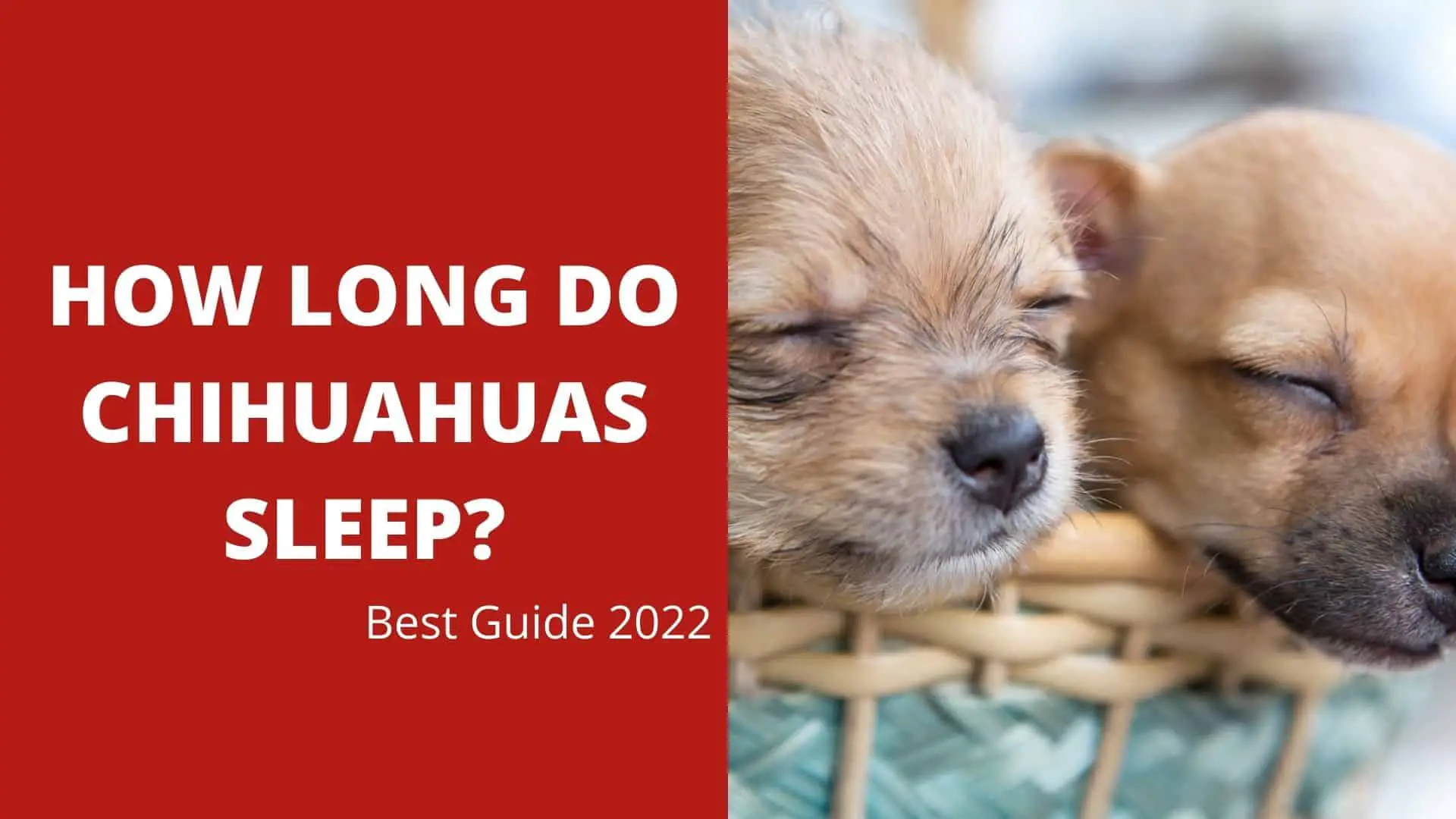 How Long Do Chihuahuas Sleep? Best Guide 2022