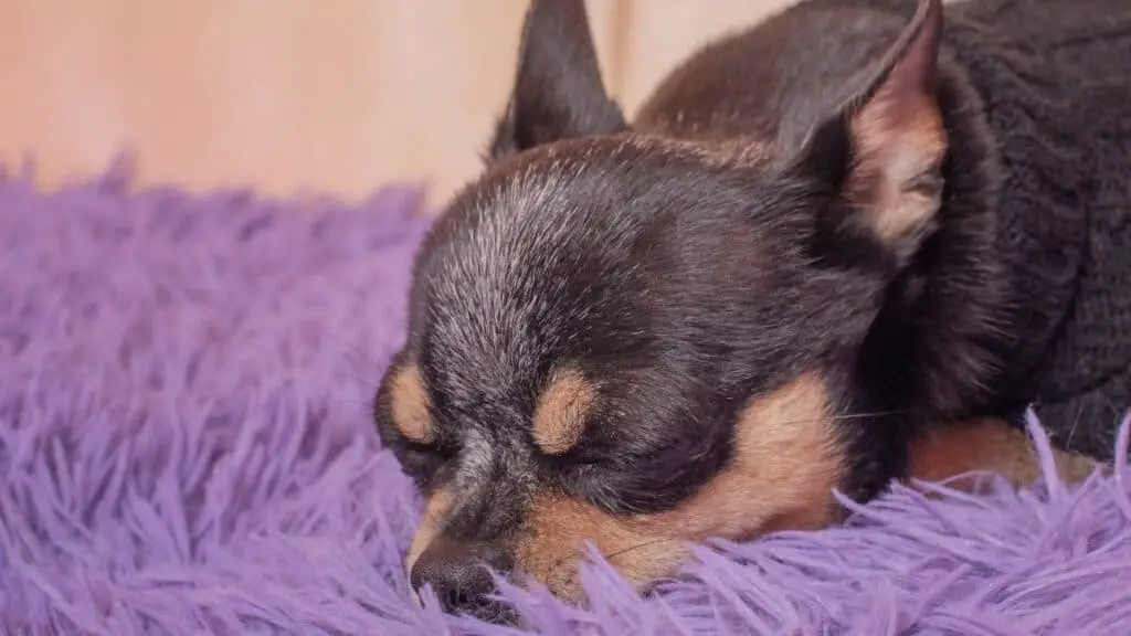 How Long Do Chihuahuas Sleep? [Sleeping Pattern]