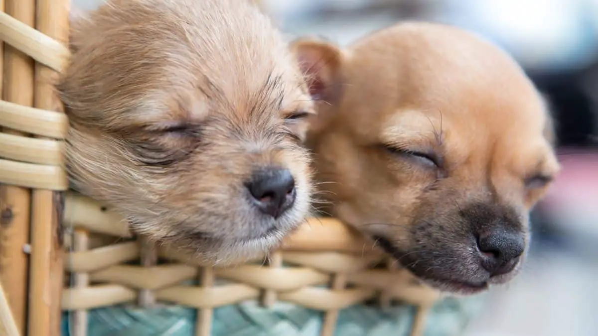How Long Do Chihuahuas Sleep