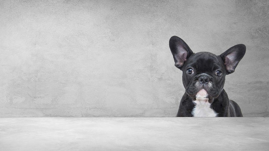 How Long Do Mini French Bulldogs Live? - Female Frenchie Lifespan