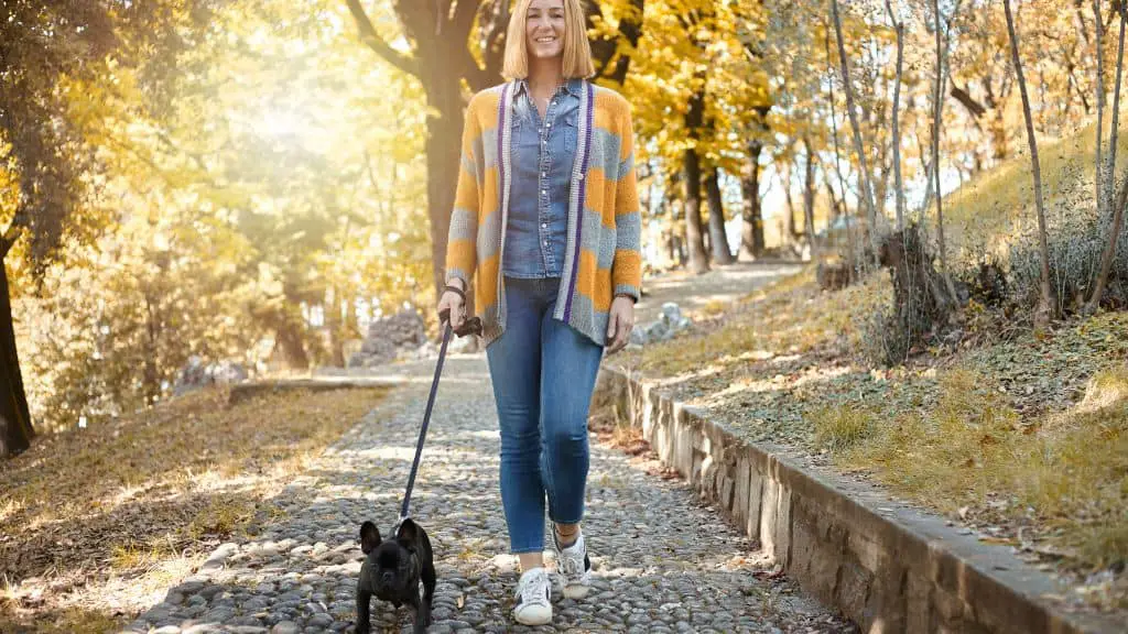 How Often Should I Walk My French Bulldog? - Female Frenchie Lifespan