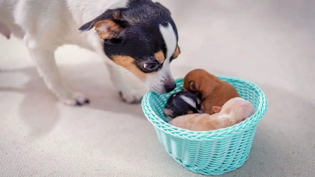 How To Care For A Chihuahua Puppy