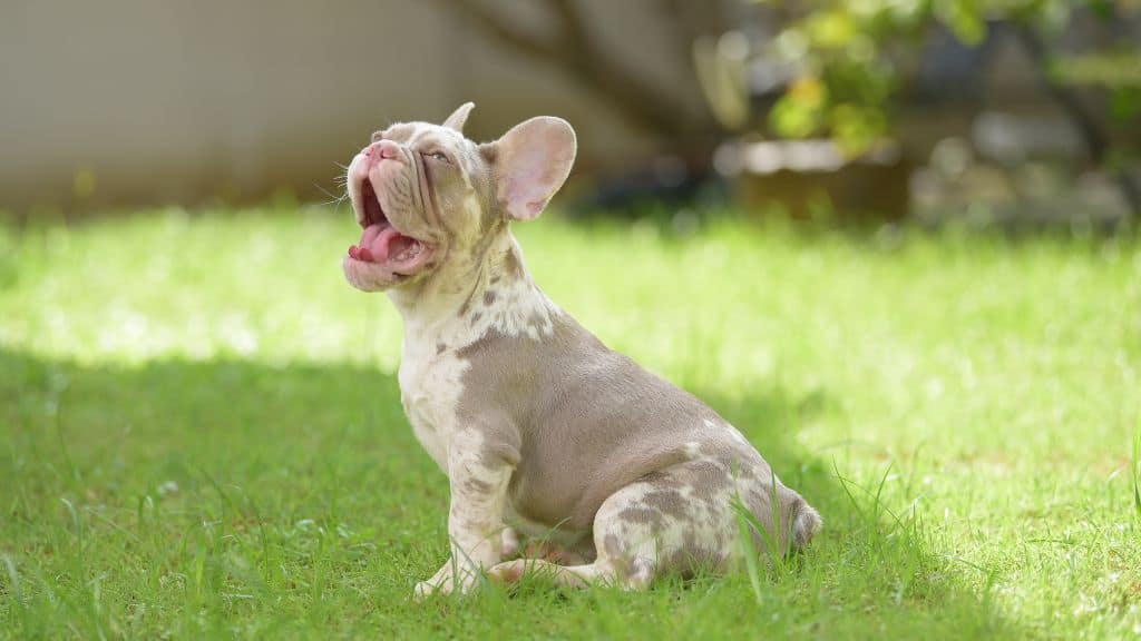 How To Increase French Bulldog Lifespan? - Female Frenchie Lifespan