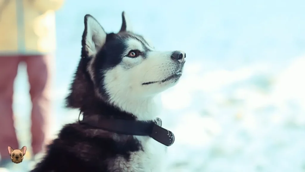 Intelligence Level for Siberian Huskies