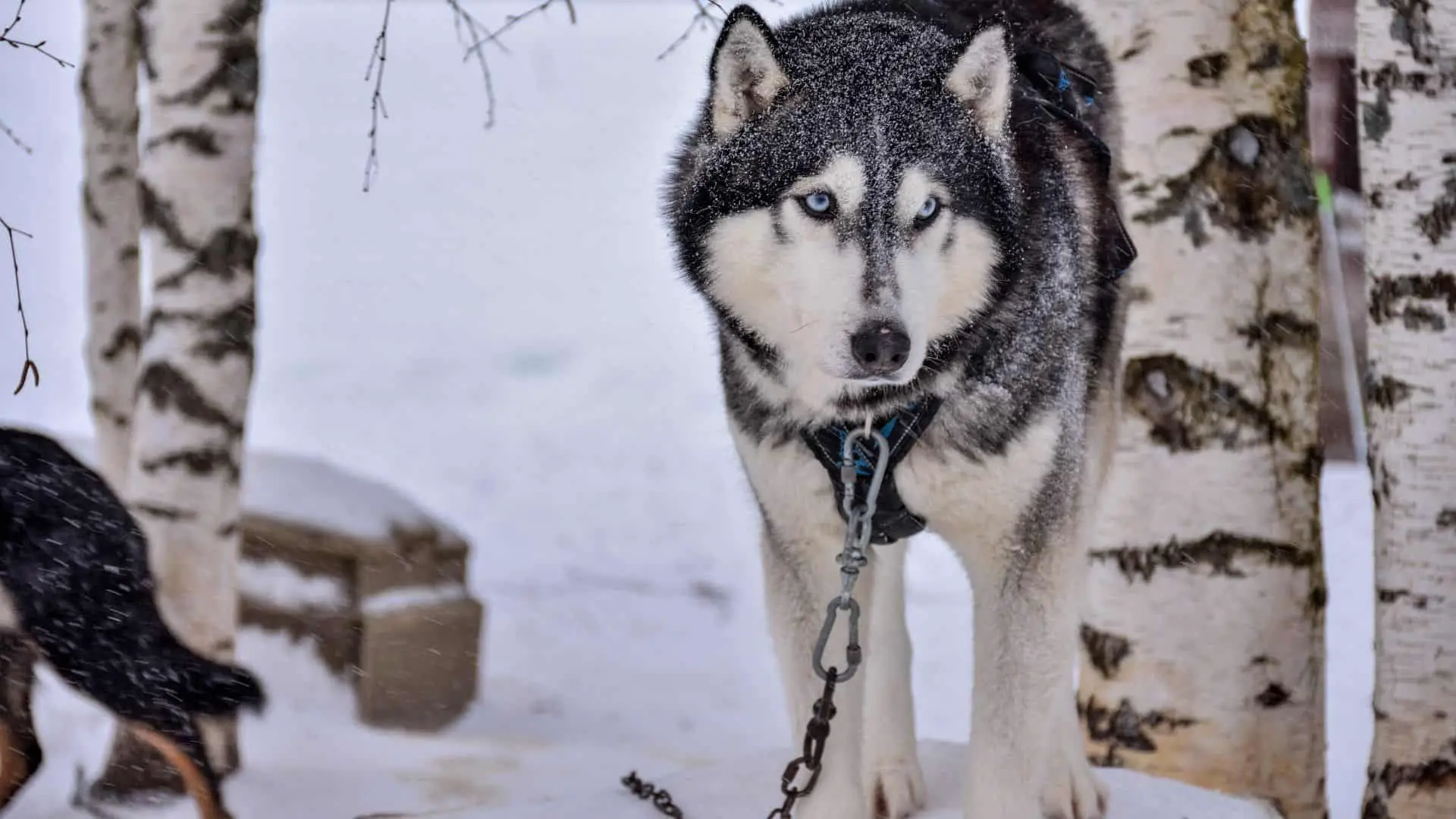 Is Siberian Husky Dangerous? 3% of Deaths Caused by Dogs