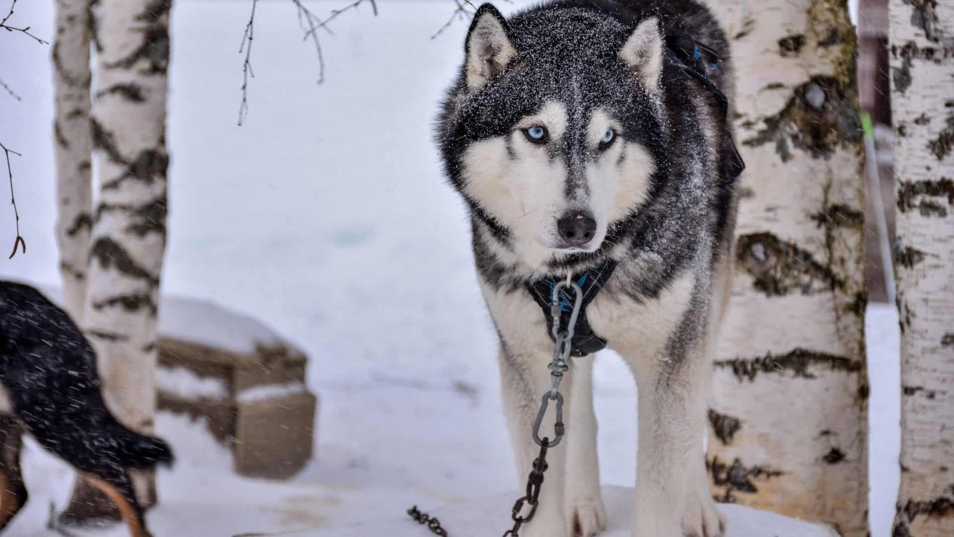 Is Siberian Husky Dangerous? Dogs Cause 3% of Deaths