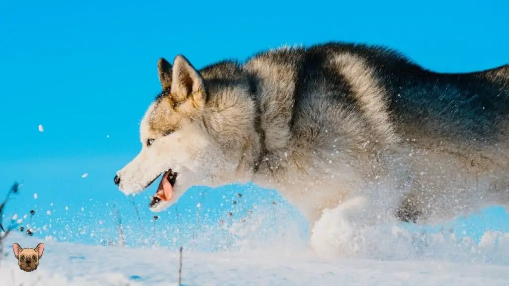 Is the Siberian Husky a Dangerous Dog?