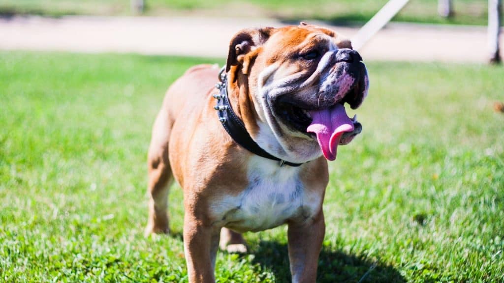 Leash and Collar for Your Bulldog