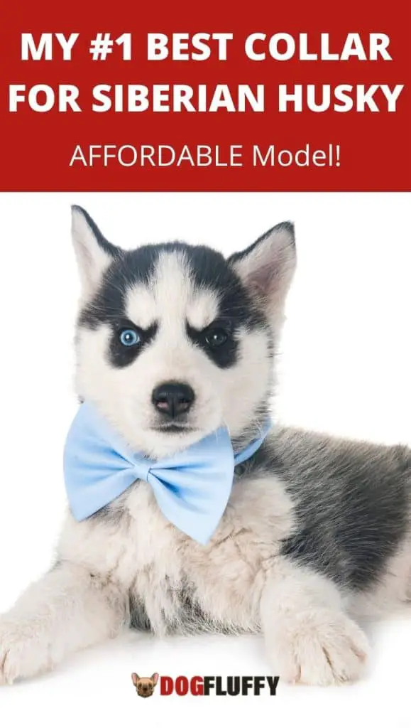My #1 Best Collar for Siberian Husky - AFFORDABLE Model! PIN