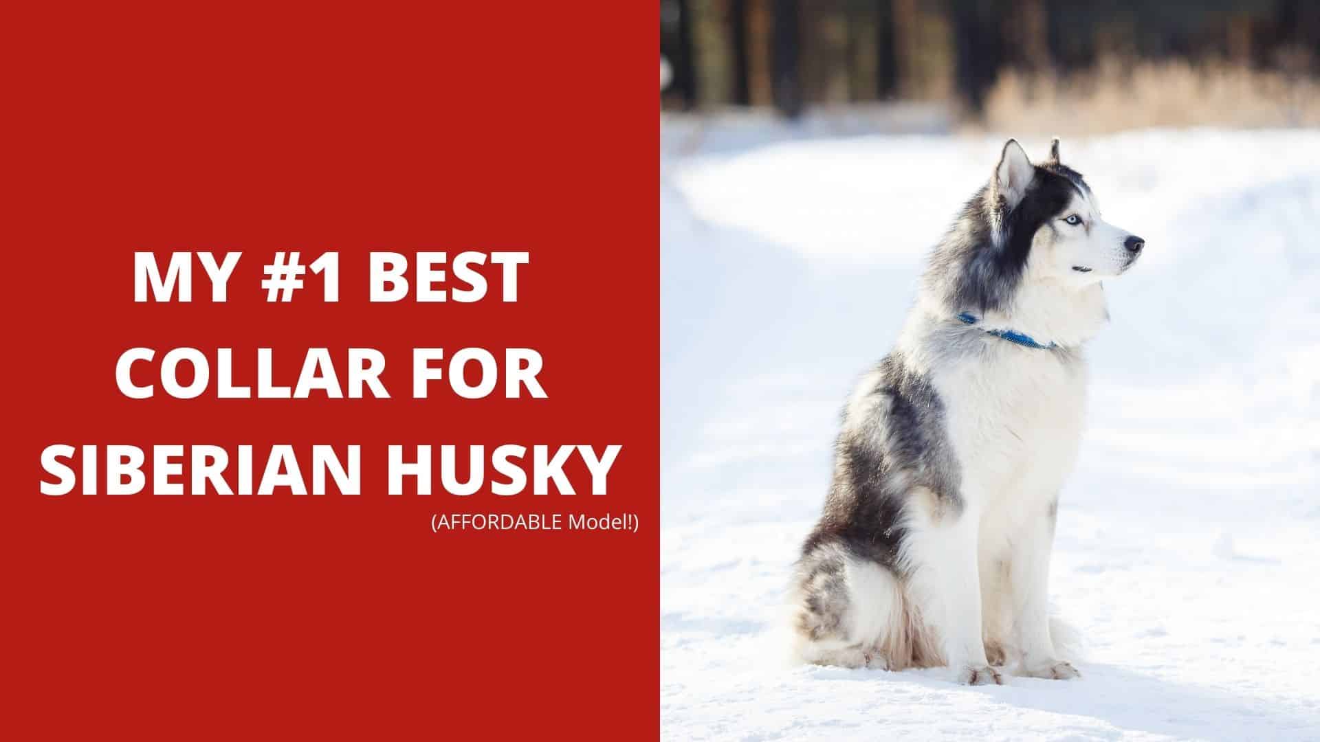 My #1 Best Collar for Siberian Husky - AFFORDABLE Model!