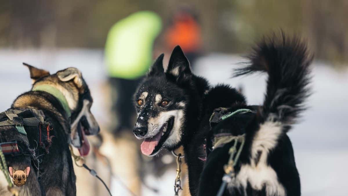 Siberian Husky 8