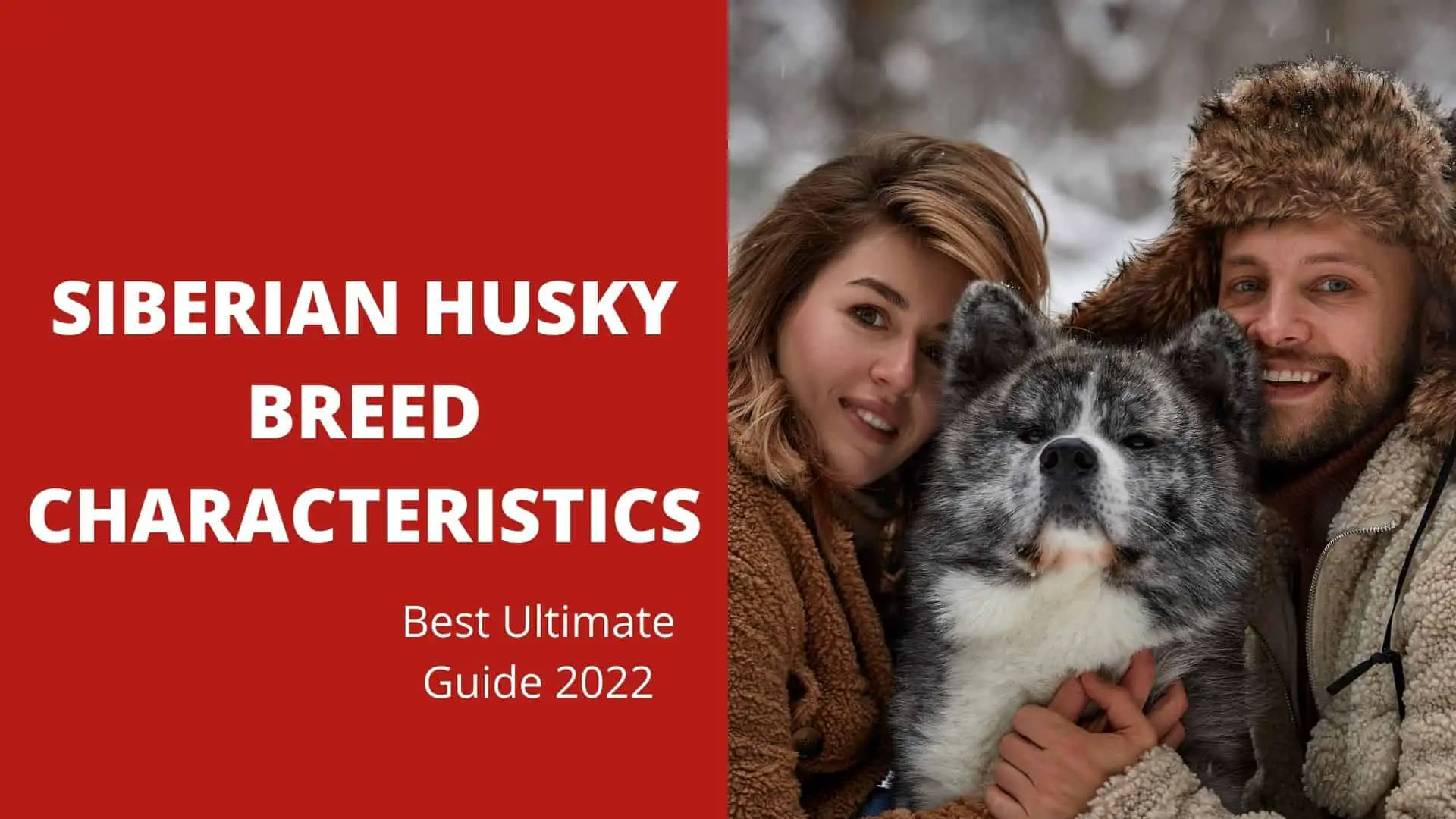 Siberian Husky Breed Characteristics (Best Ultimate Guide 2022)