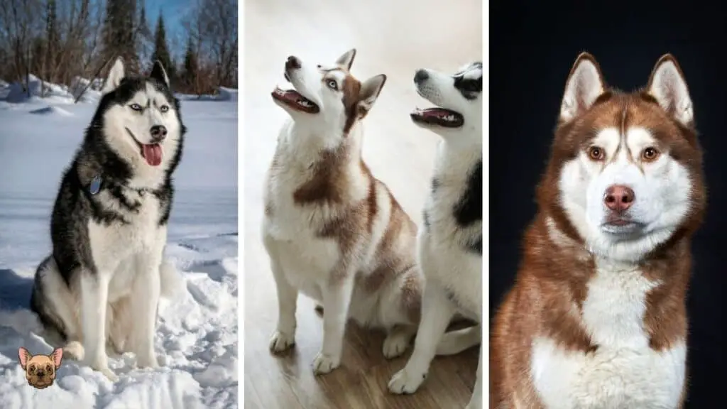 Siberian Husky Coat and Color