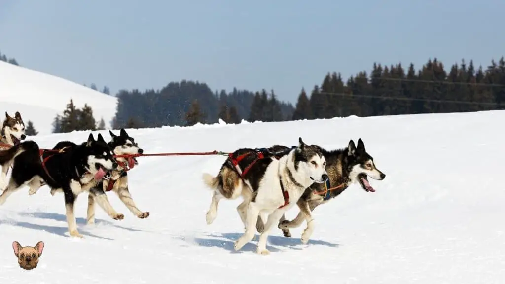 Siberians Huskies Raced 340 Miles