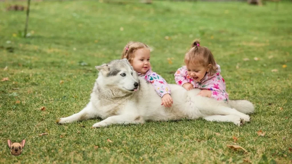 Siberian's with Kids