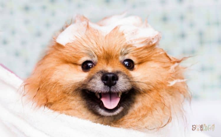 Pomeranian and Yorkie Mix: Best 10 Facts Must to Know 9 Temperament and Personality of Yorkshire Terrier Mix with Pomeranian
