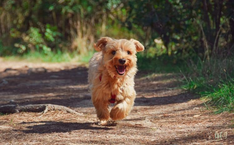 Training and Socialization - Pomeranian and Yorkie Mix - Yorkie Pom